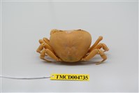 藏品(黃灰澤蟹)的圖片